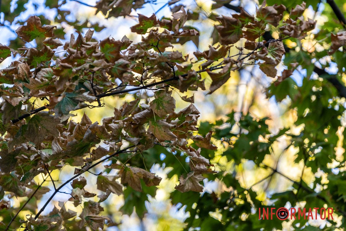 Как выглядит осенний парк Шевченко в Днепре: фоторепортаж Информатора 16