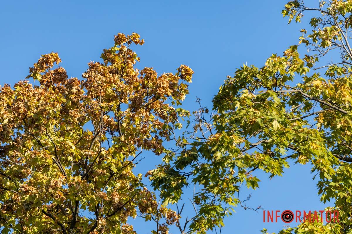 Как выглядит осенний парк Шевченко в Днепре: фоторепортаж Информатора 19