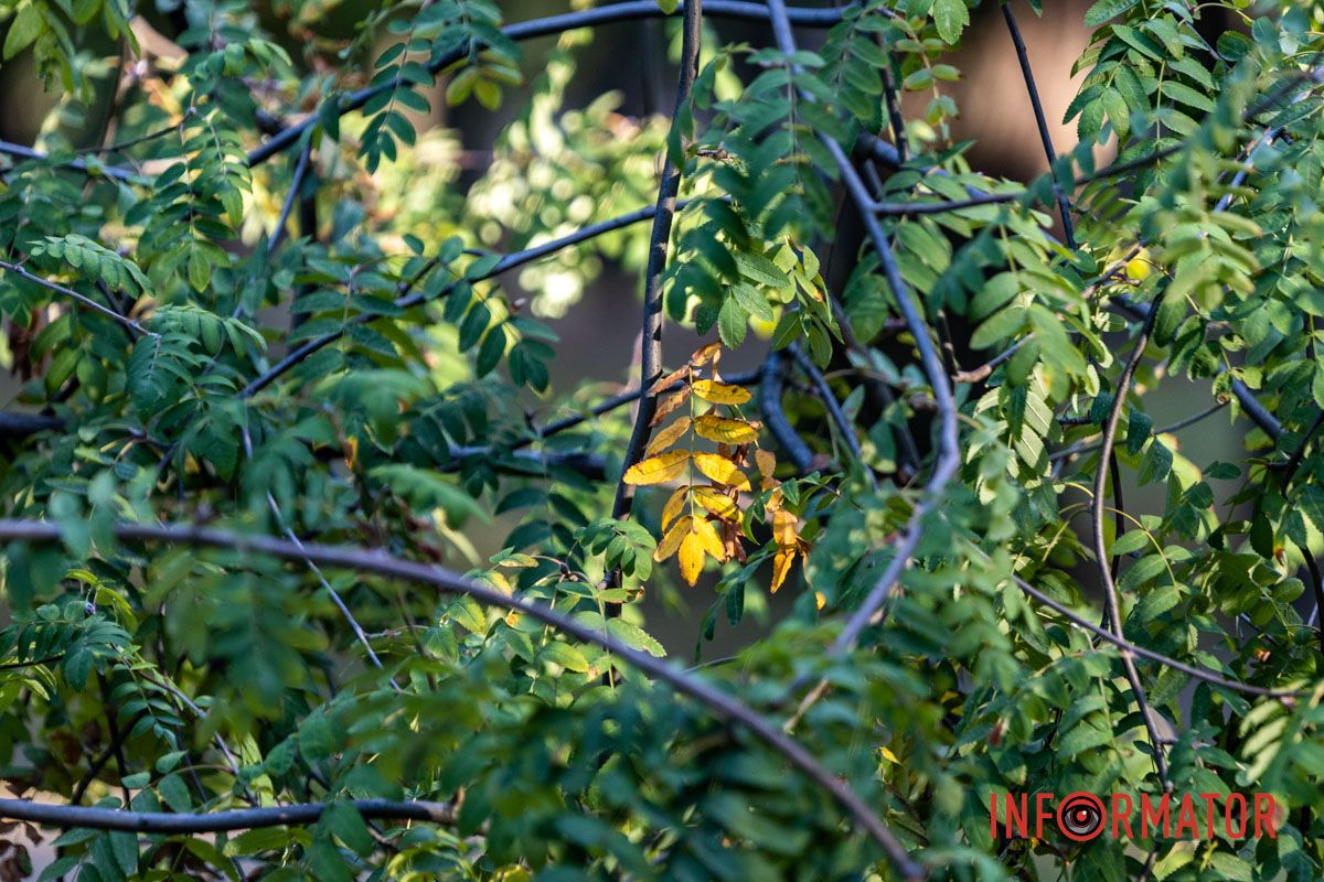 Как выглядит осенний парк Шевченко в Днепре: фоторепортаж Информатора 22