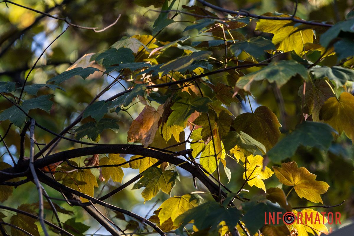 Как выглядит осенний парк Шевченко в Днепре: фоторепортаж Информатора 23