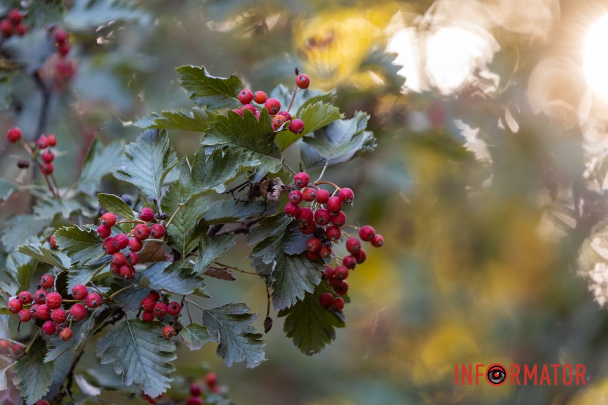 Как выглядит осенний парк Шевченко в Днепре: фоторепортаж Информатора 26