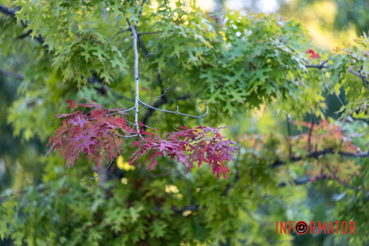 Как выглядит осенний парк Шевченко в Днепре: фоторепортаж Информатора 27