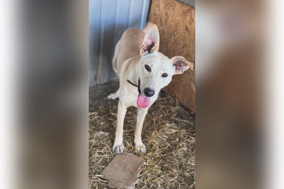 Кефір Кефір