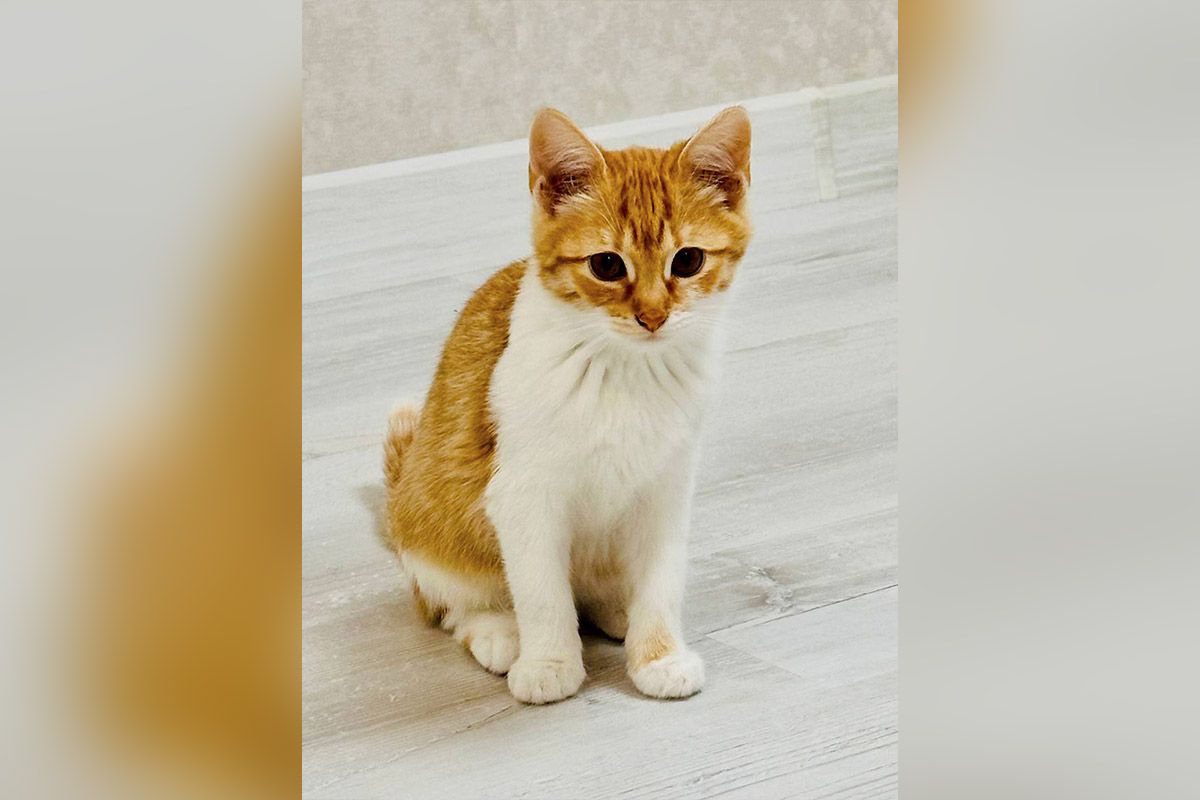 Малюк Малюк