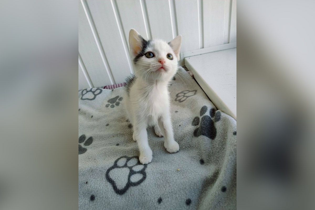 Моніка Моніка