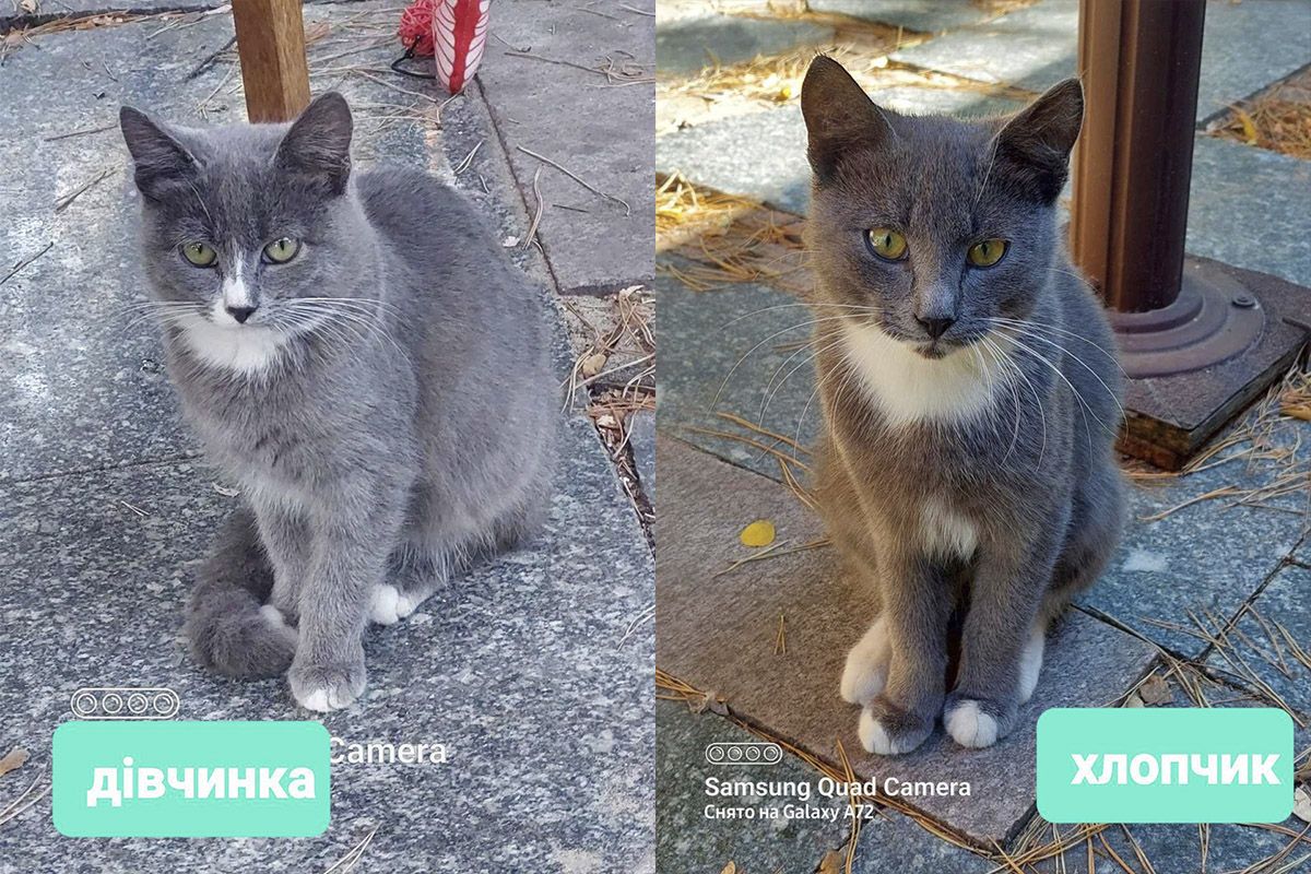 Братик та сестричка Братик та сестричка