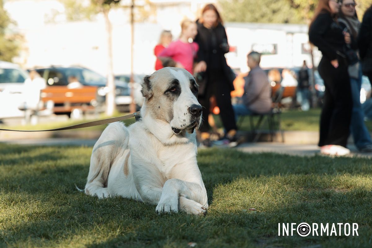 Дефіле собак, фотозони та море позитиву: у Дніпрі пройшов “Гав-Гав Фест – 2025” 39