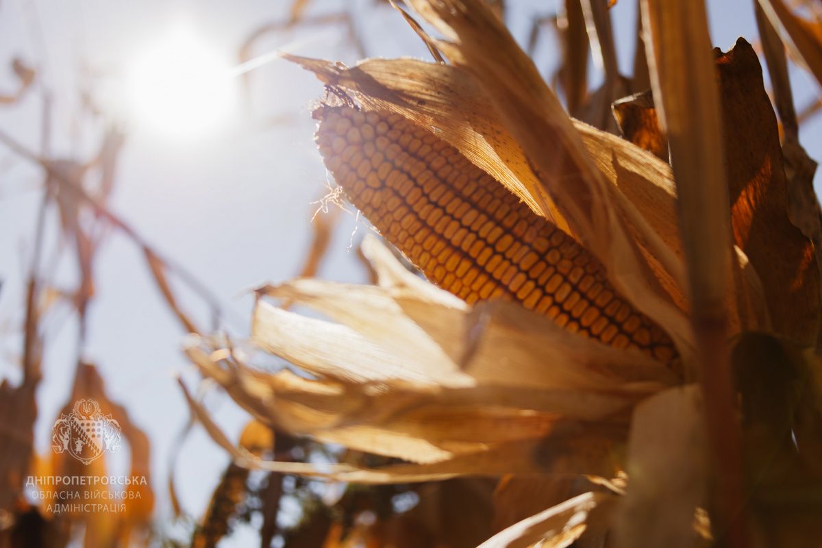 Зараз сільгоспвиробники збирають кукурудзу, соняшник і сою Зараз сільгоспвиробники збирають кукурудзу, соняшник і сою