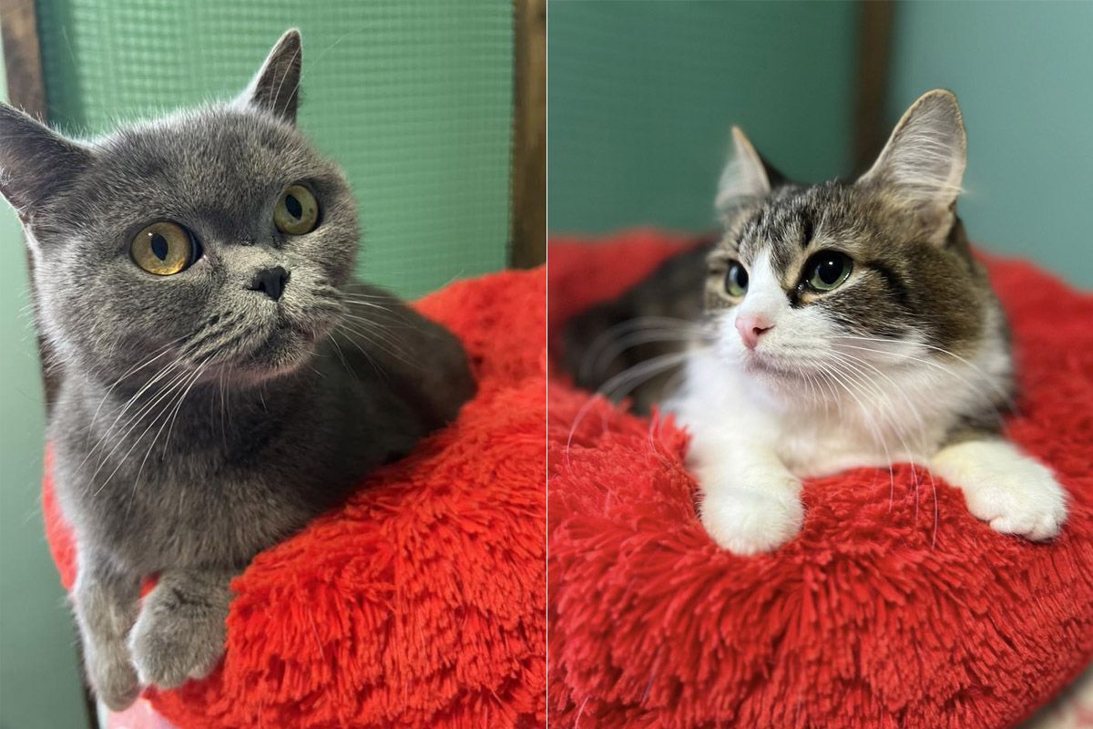 Мініпритулок «Промінчик надії» Ситенко 1