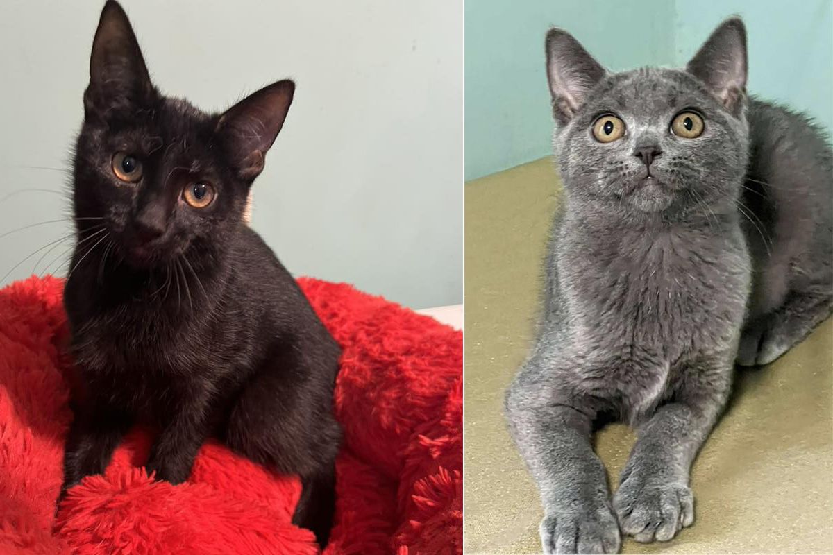 Погляньте в ці оченята Ситенко 5