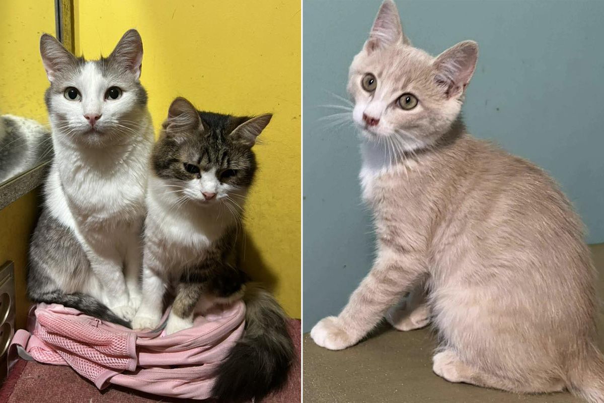 У пошуку своїх людей Ситенко 7