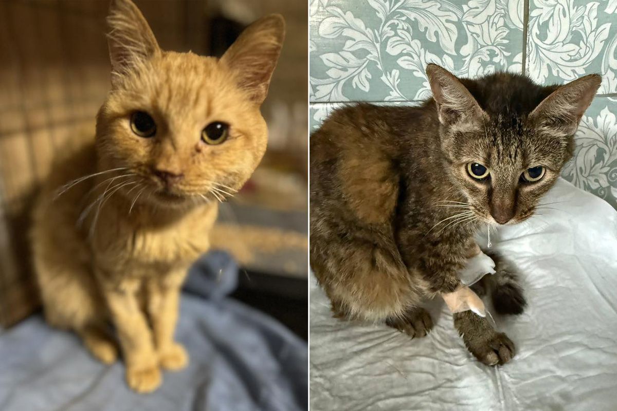 Тут зараз мешкають 88 хвостиків Ситенко 3