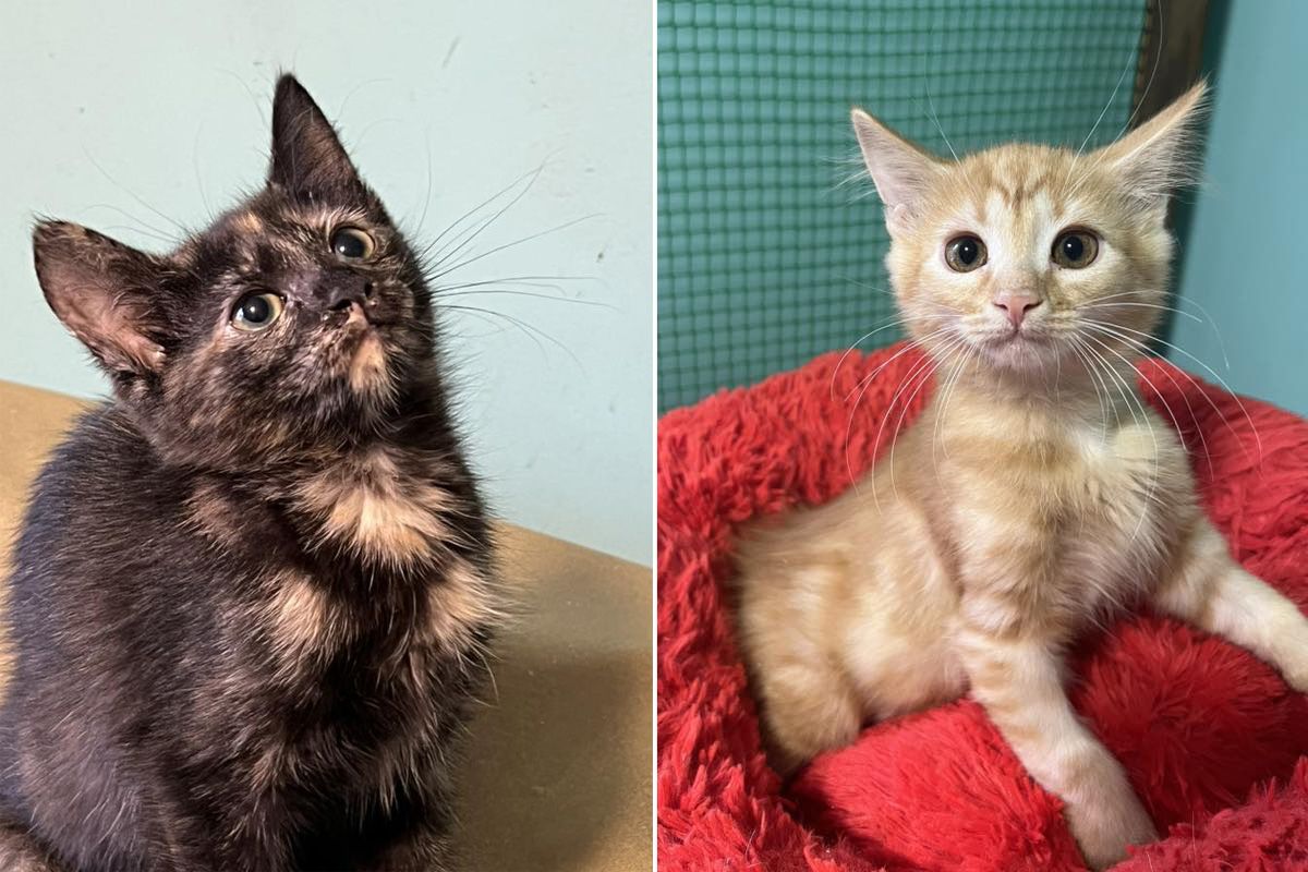 Якщо ви чекали на знак - то це він Ситенко 9