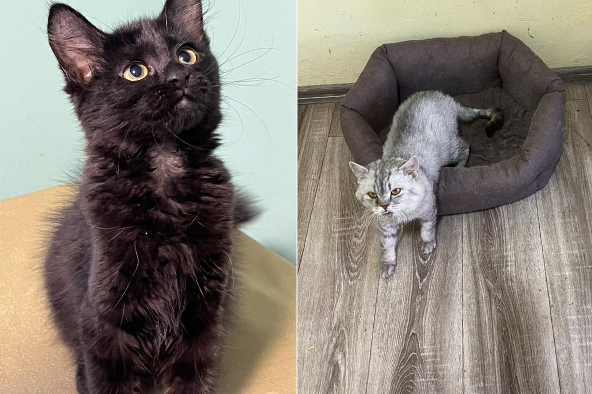 Будь-яка сума може допомогти Ситенко 11