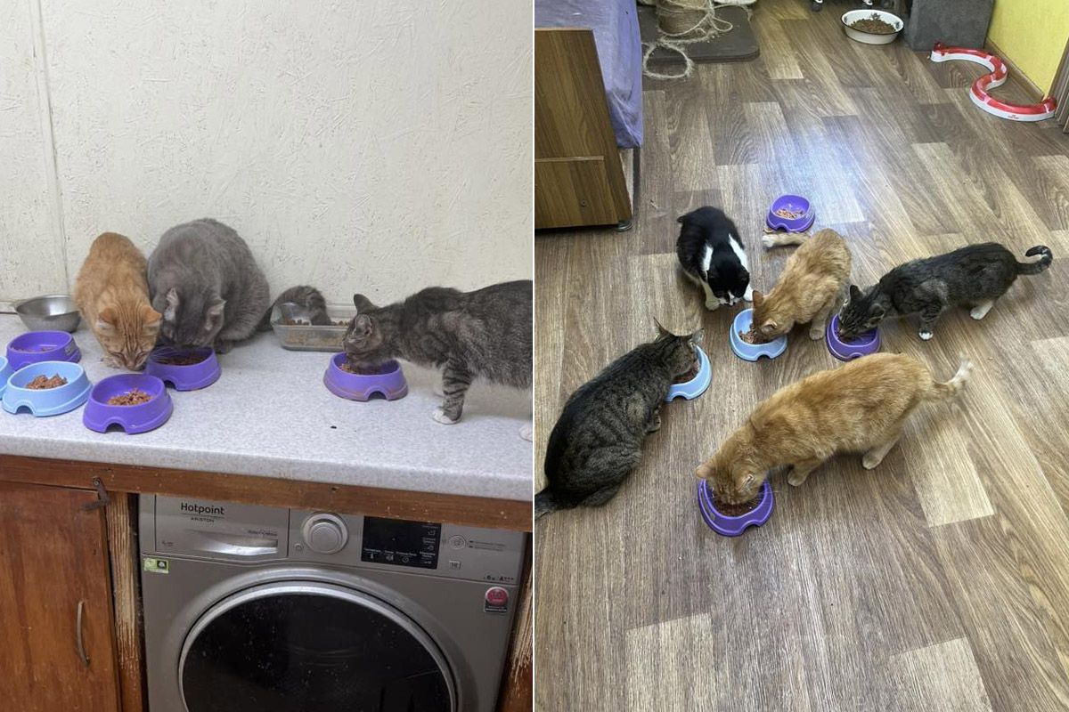 Корми "зникають" майже миттєво Ситенко 12