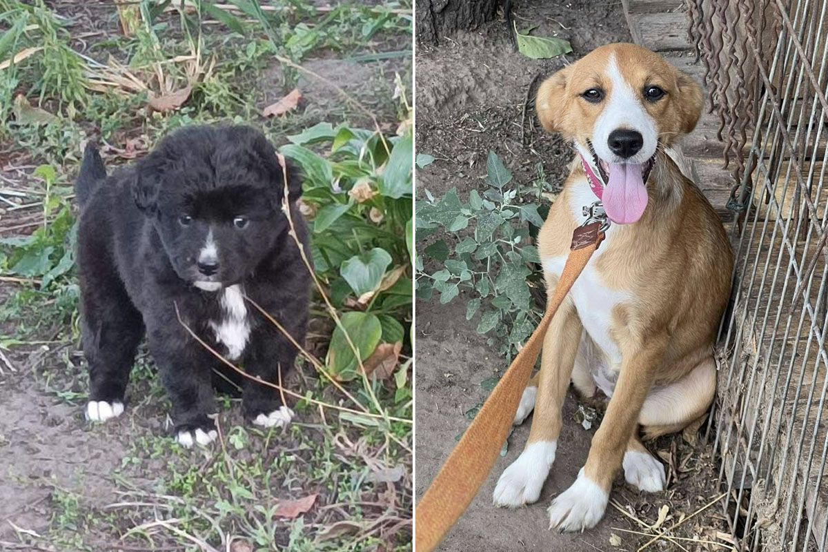 Можливо, вони чекають саме на вас Ситенко 2