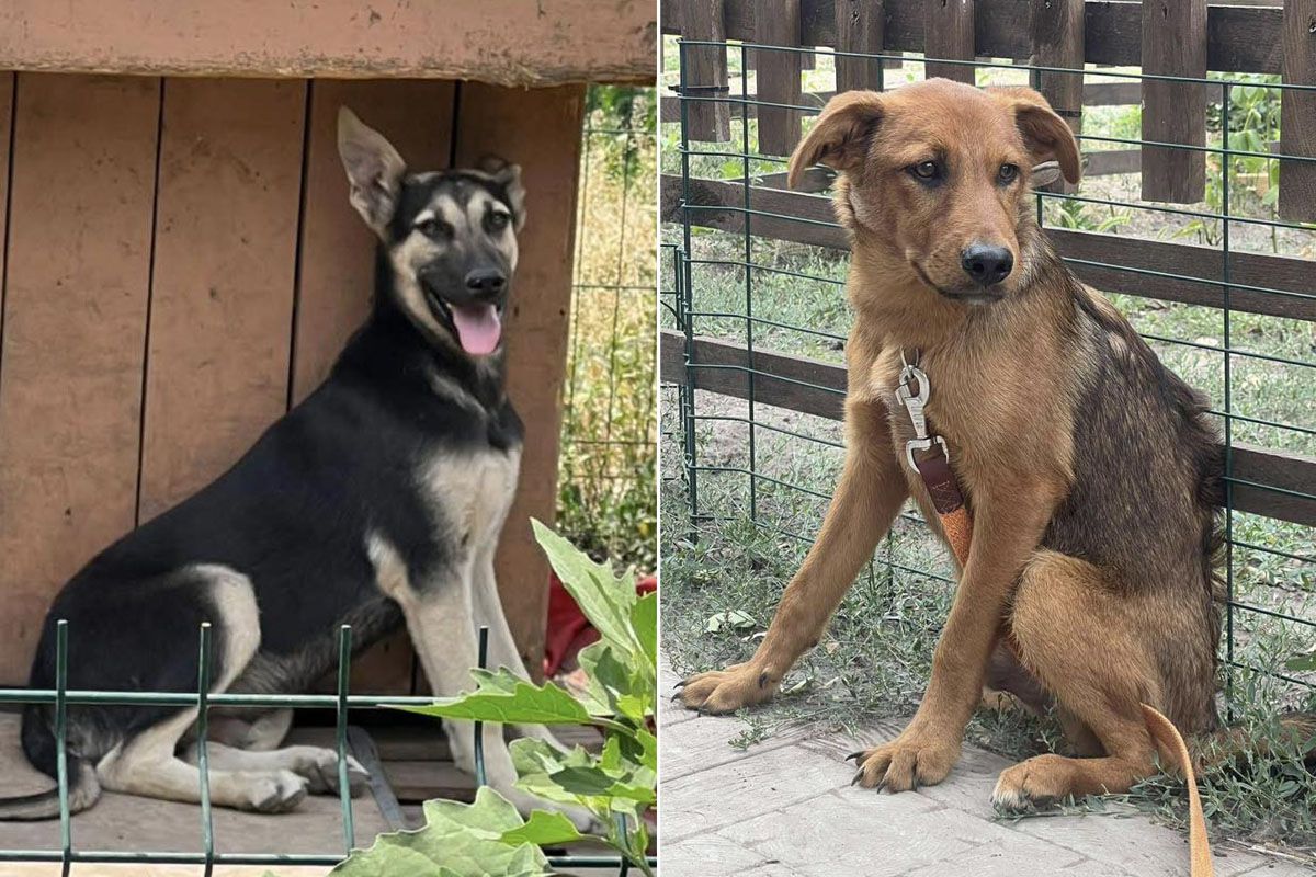 39 котиків та 49 собачок Ситенко 4