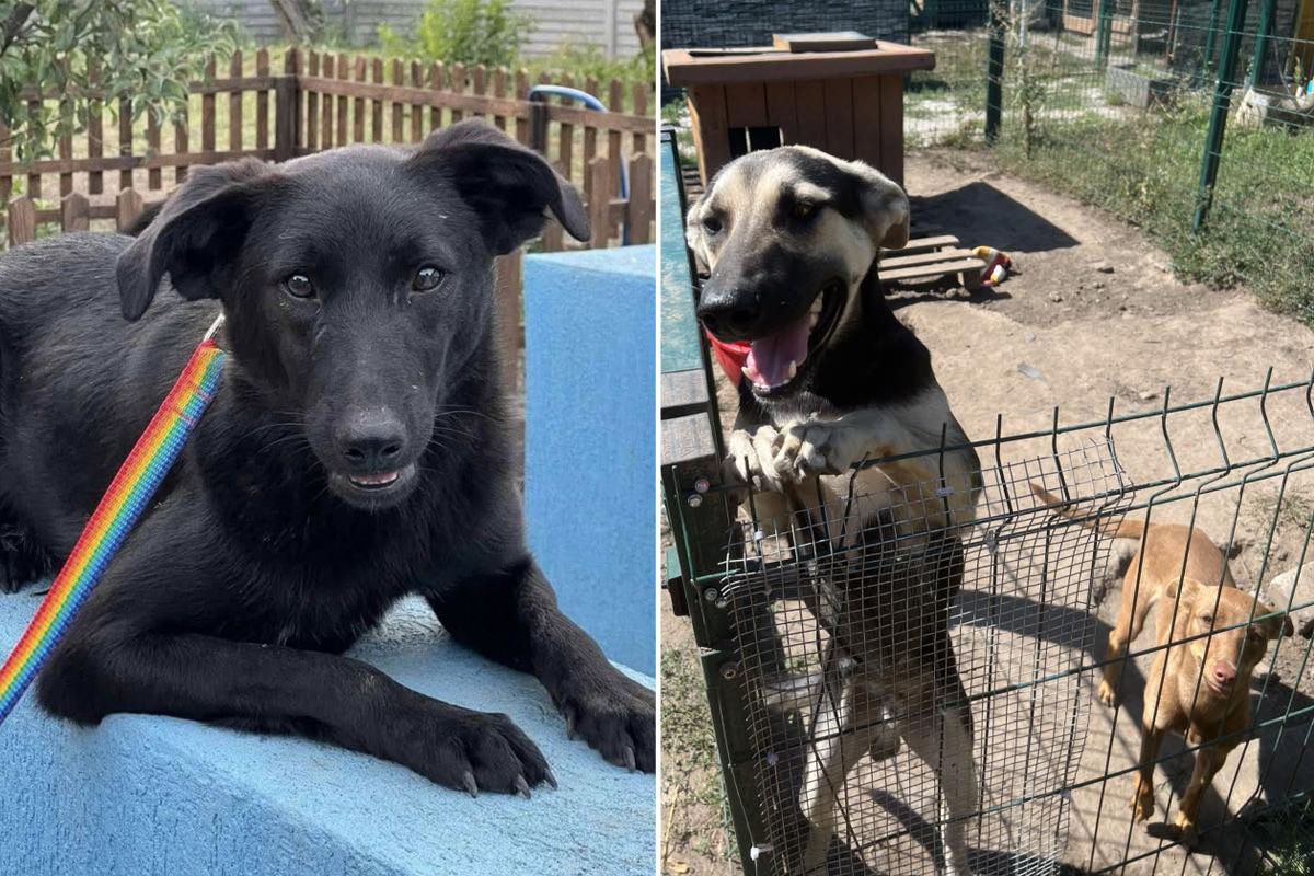 Вони мріють про нові домівки Ситенко 6