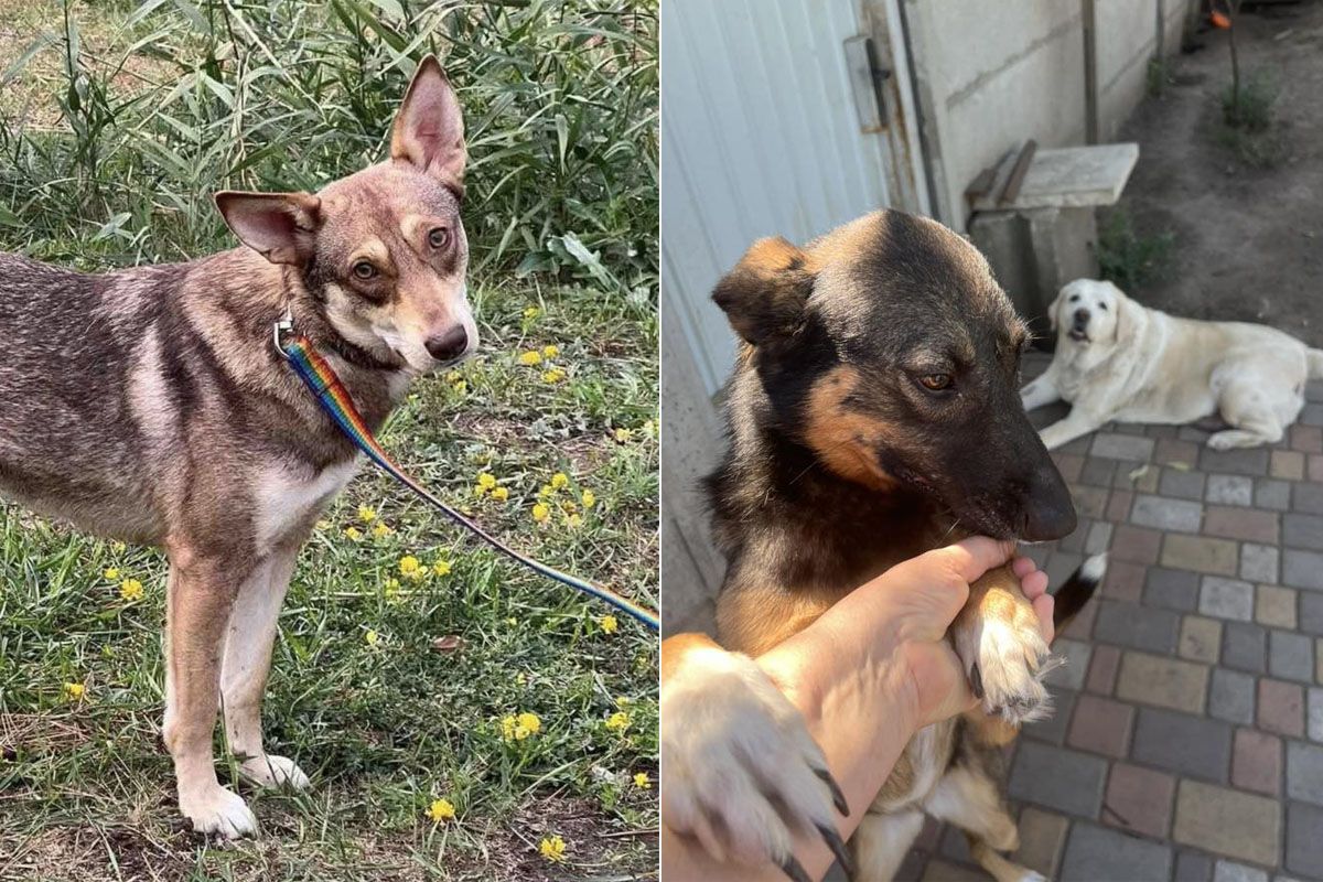 Не відпускають Ситенко 8