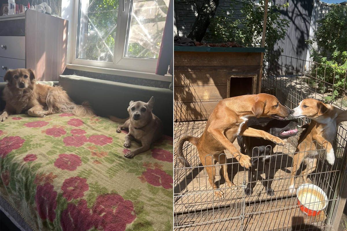 Мріють про тепло і турботу Ситенко 10