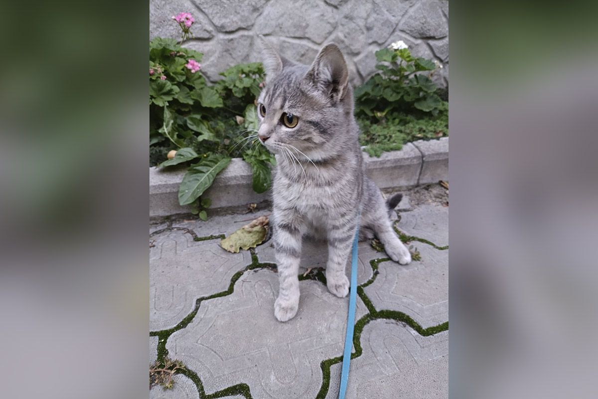 Красотка Красотка