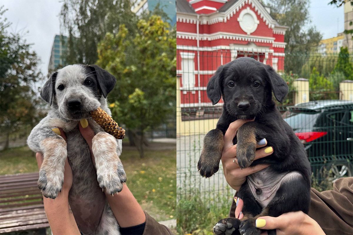 Гарнюни Гарнюни