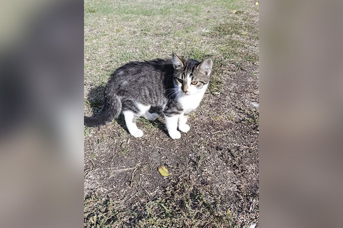 Маленькое сердечко Маленькое сердечко