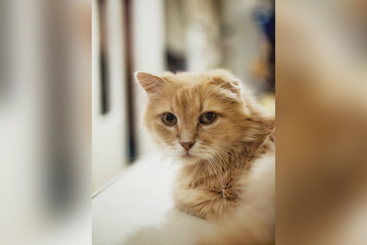 Маленькие сердца ждут чуда: котики и собачки из Днепра нуждаются в семье 5