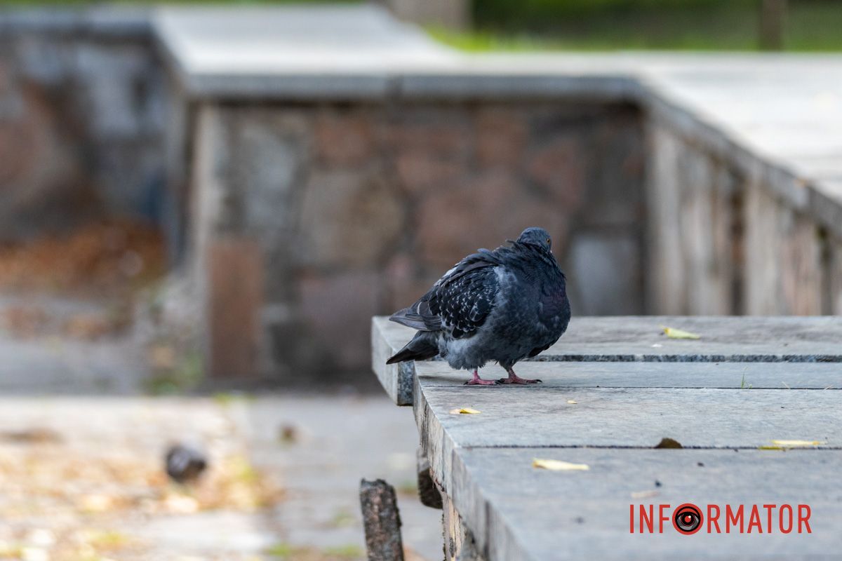 Как Днепряне проводят выходной в парке Шевченко 2