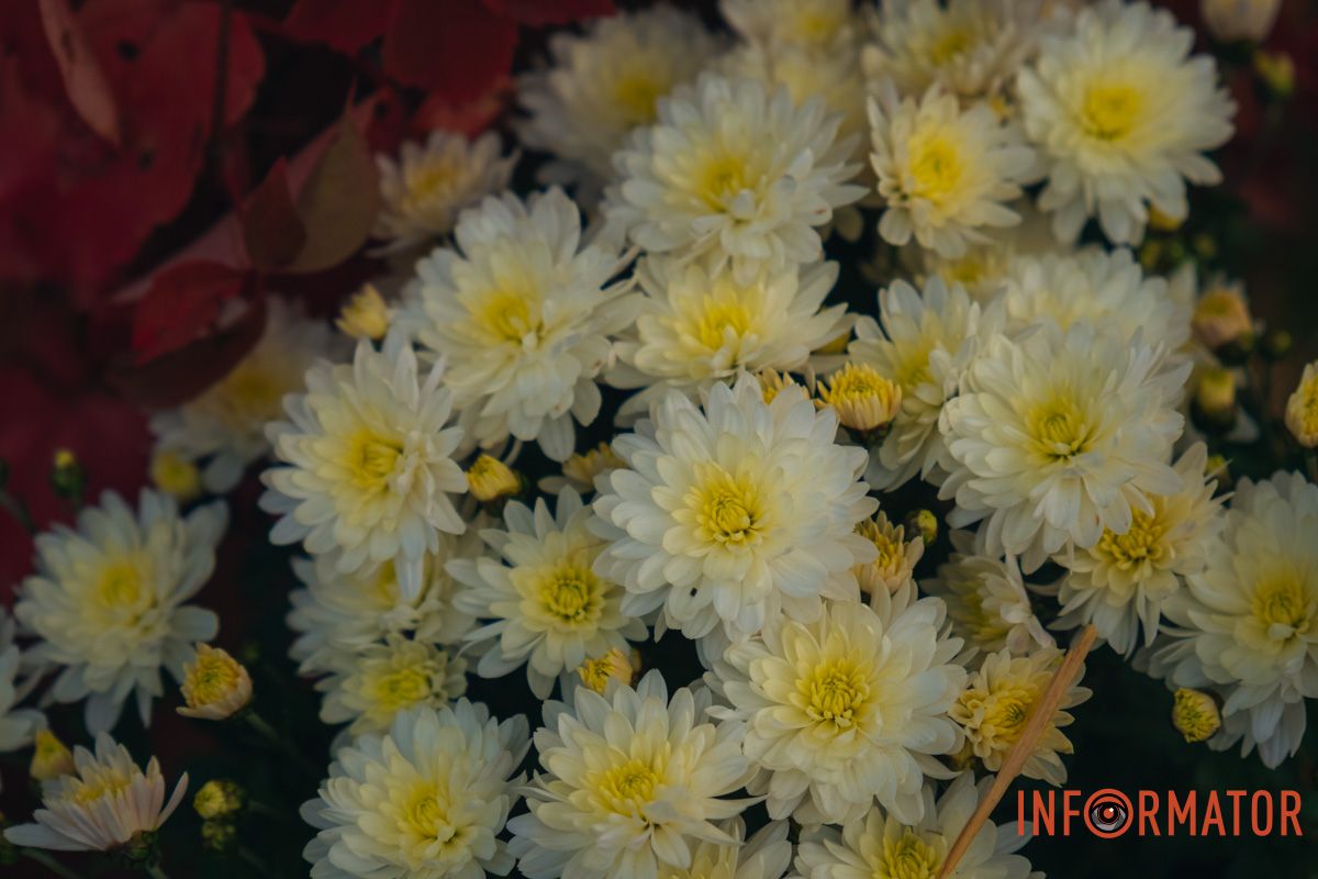 Нежные осенние цветы украшают сквер Усачёва.