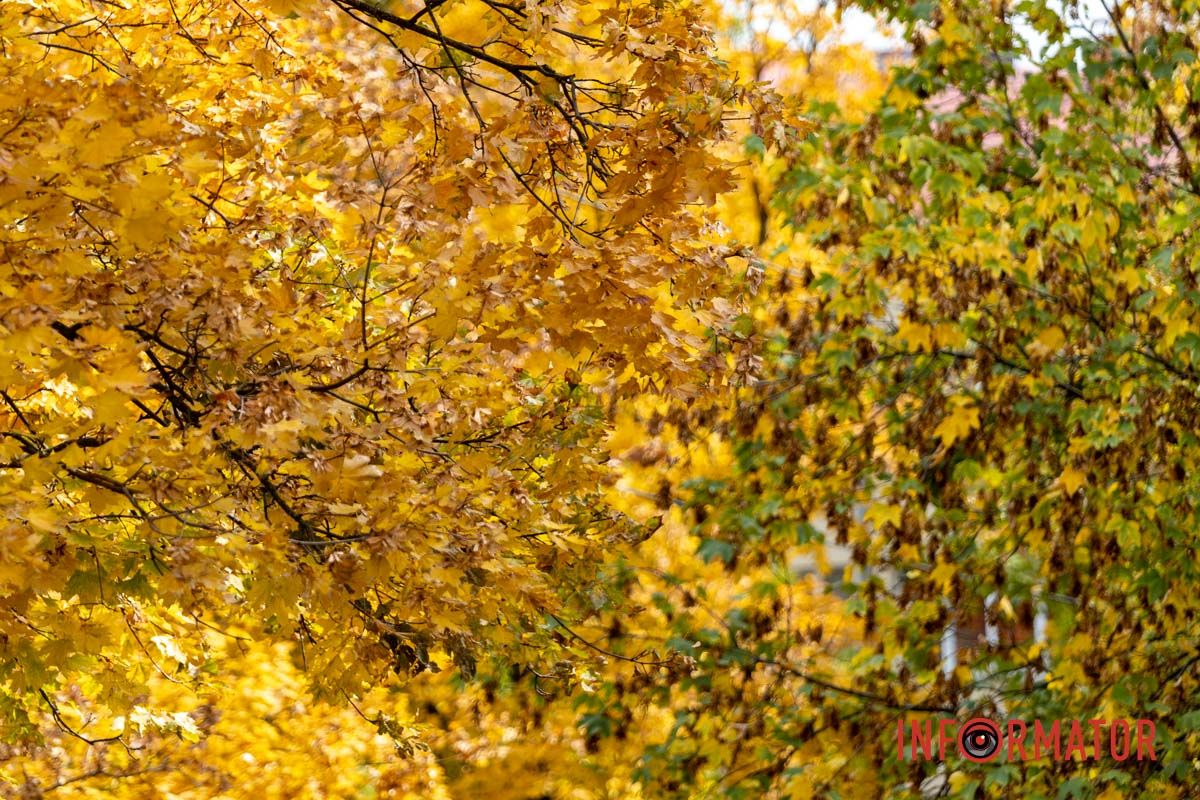 Встигніть зробити фото: у Дніпрі на Монастирський острів завітала осінь 6