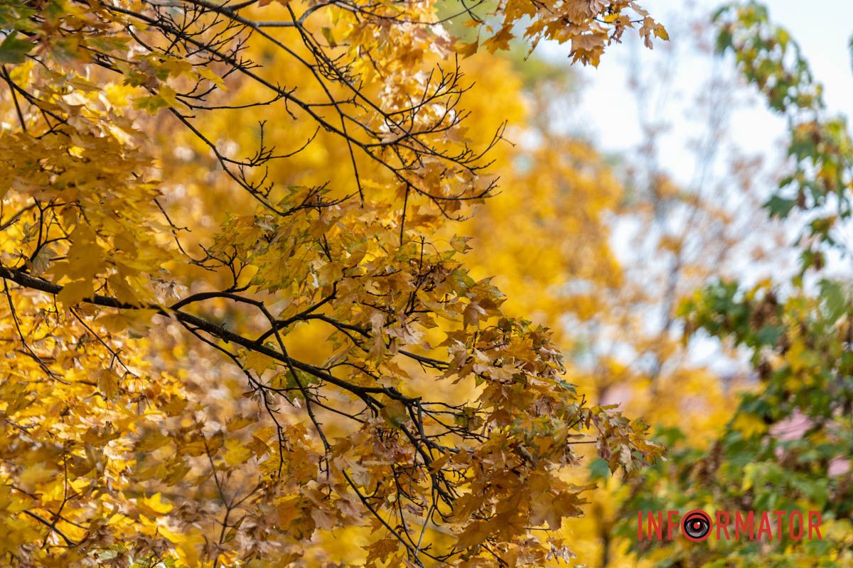 Встигніть зробити фото: у Дніпрі на Монастирський острів завітала осінь 3