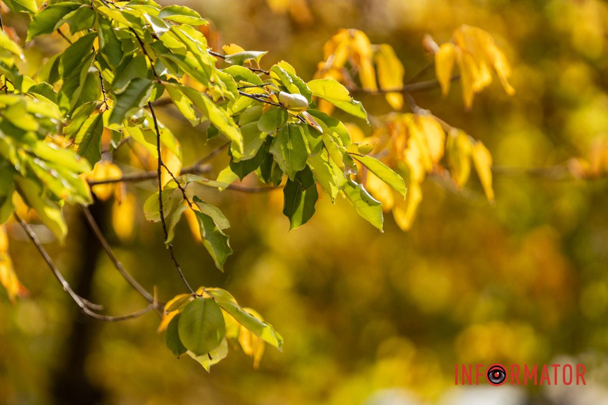 Встигніть зробити фото: у Дніпрі на Монастирський острів завітала осінь 2