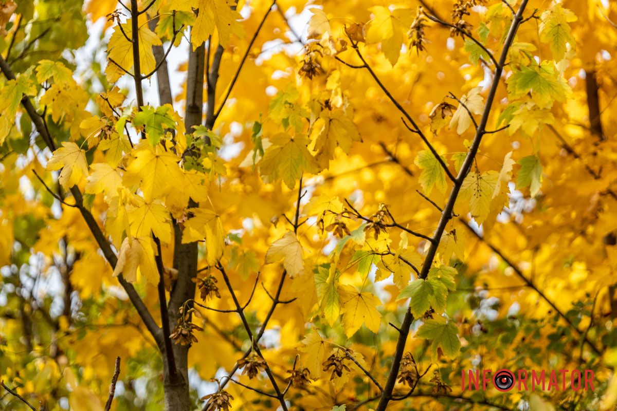 Встигніть зробити фото: у Дніпрі на Монастирський острів завітала осінь 21