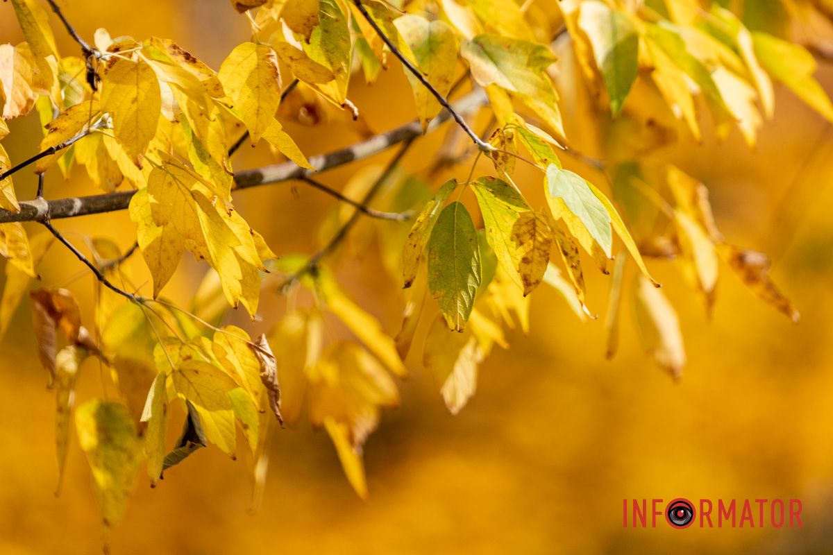 Встигніть зробити фото: у Дніпрі на Монастирський острів завітала осінь 20