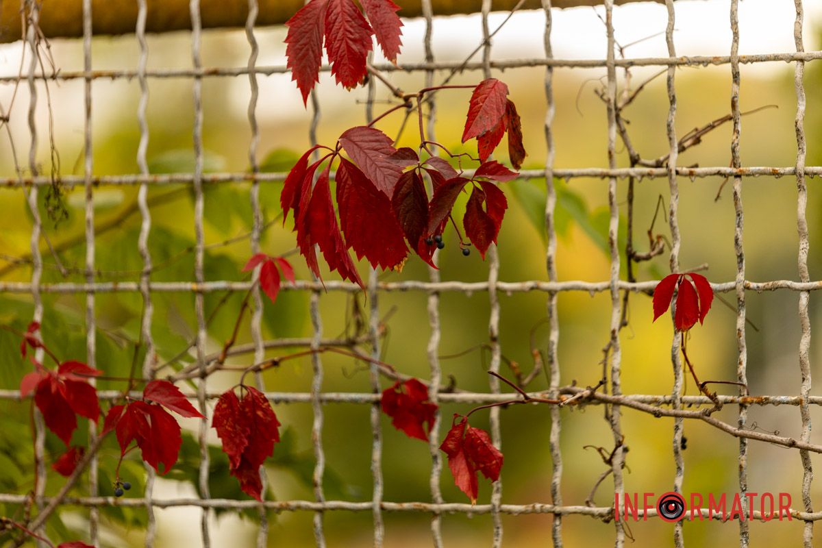 Встигніть зробити фото: у Дніпрі на Монастирський острів завітала осінь 15