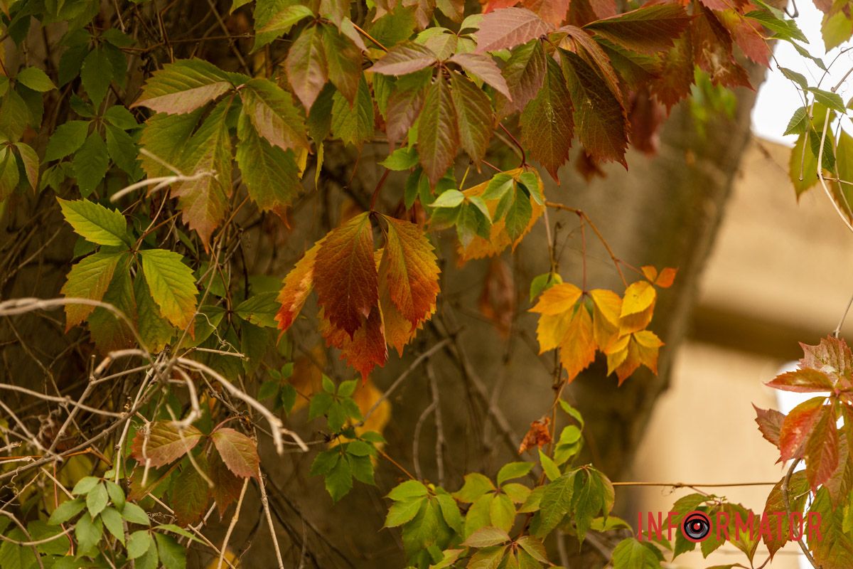 Встигніть зробити фото: у Дніпрі на Монастирський острів завітала осінь 10