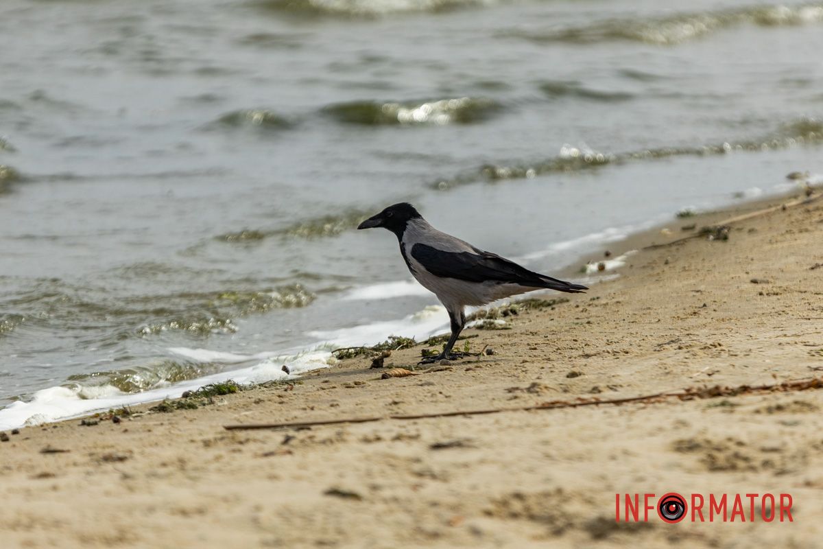 Встигніть зробити фото: у Дніпрі на Монастирський острів завітала осінь 35