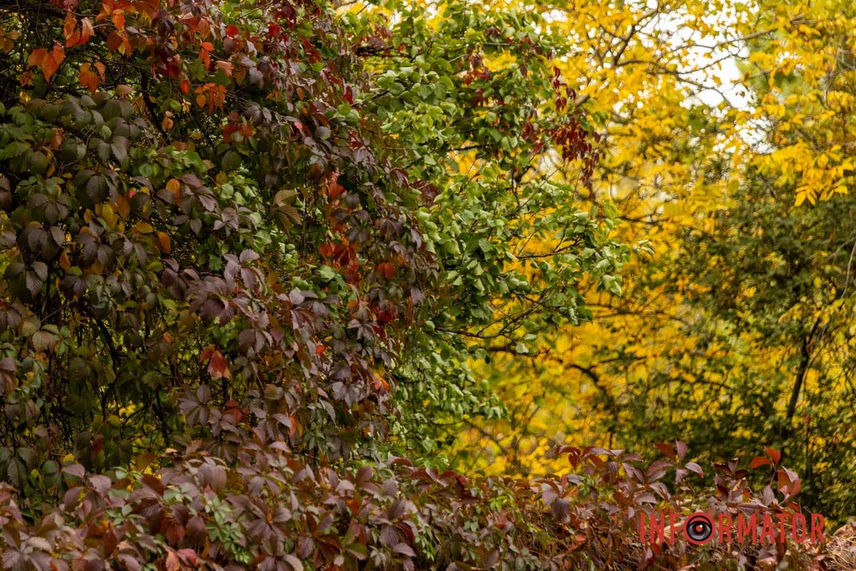 Встигніть зробити фото: у Дніпрі на Монастирський острів завітала осінь 33