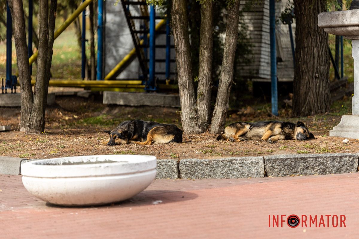 Встигніть зробити фото: у Дніпрі на Монастирський острів завітала осінь 37