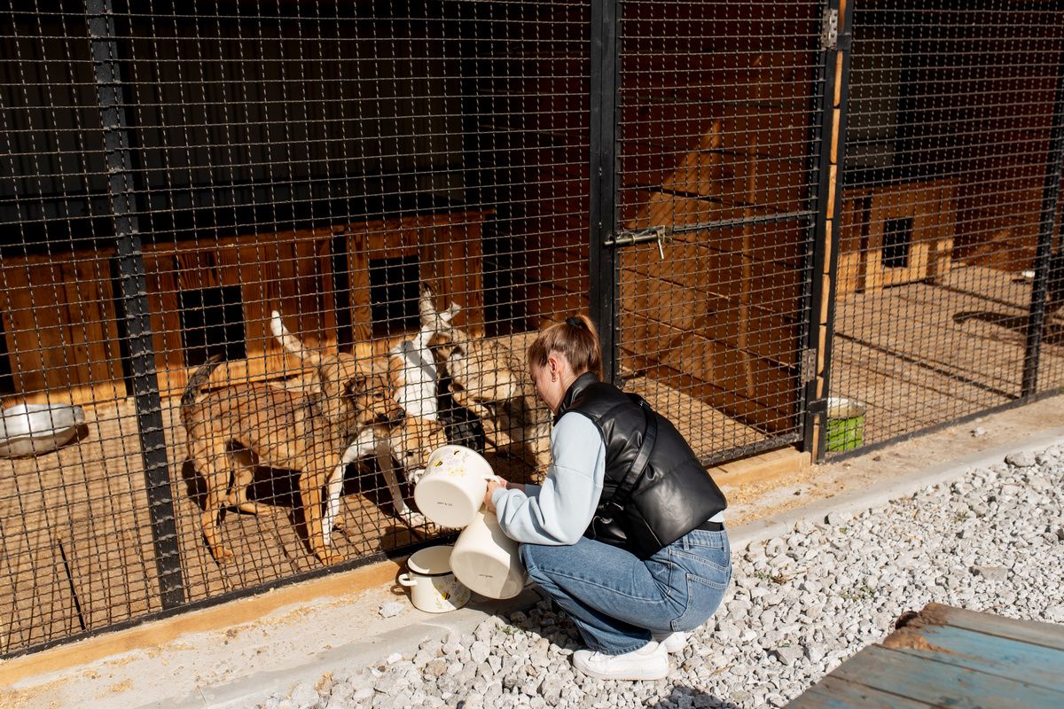 Помогли животным: «Интерпайп» построил просторные вольеры в приюте «Пегас».