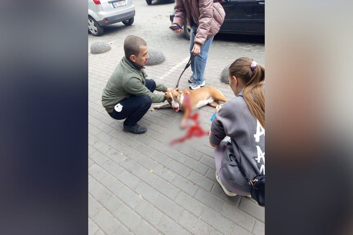 Фото из соцсетей В Днепре в микрорайоне «Парус» мужчина ударил собаку ножом: что говорят в полиции 1