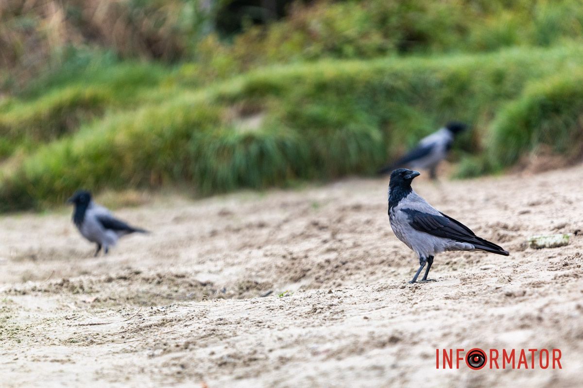 Фрагменты осени в каждом фото: как Днепр встречает октябрь.