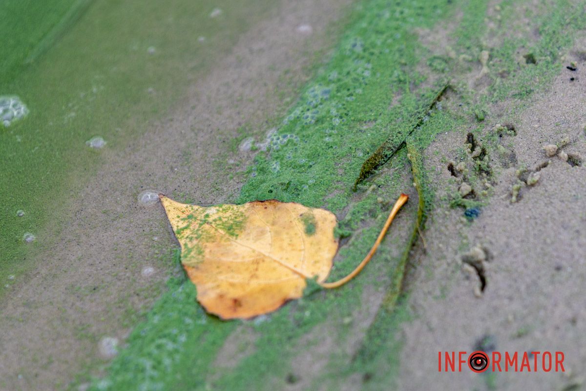 Фрагменты осени в каждом фото: как Днепр встречает октябрь 8