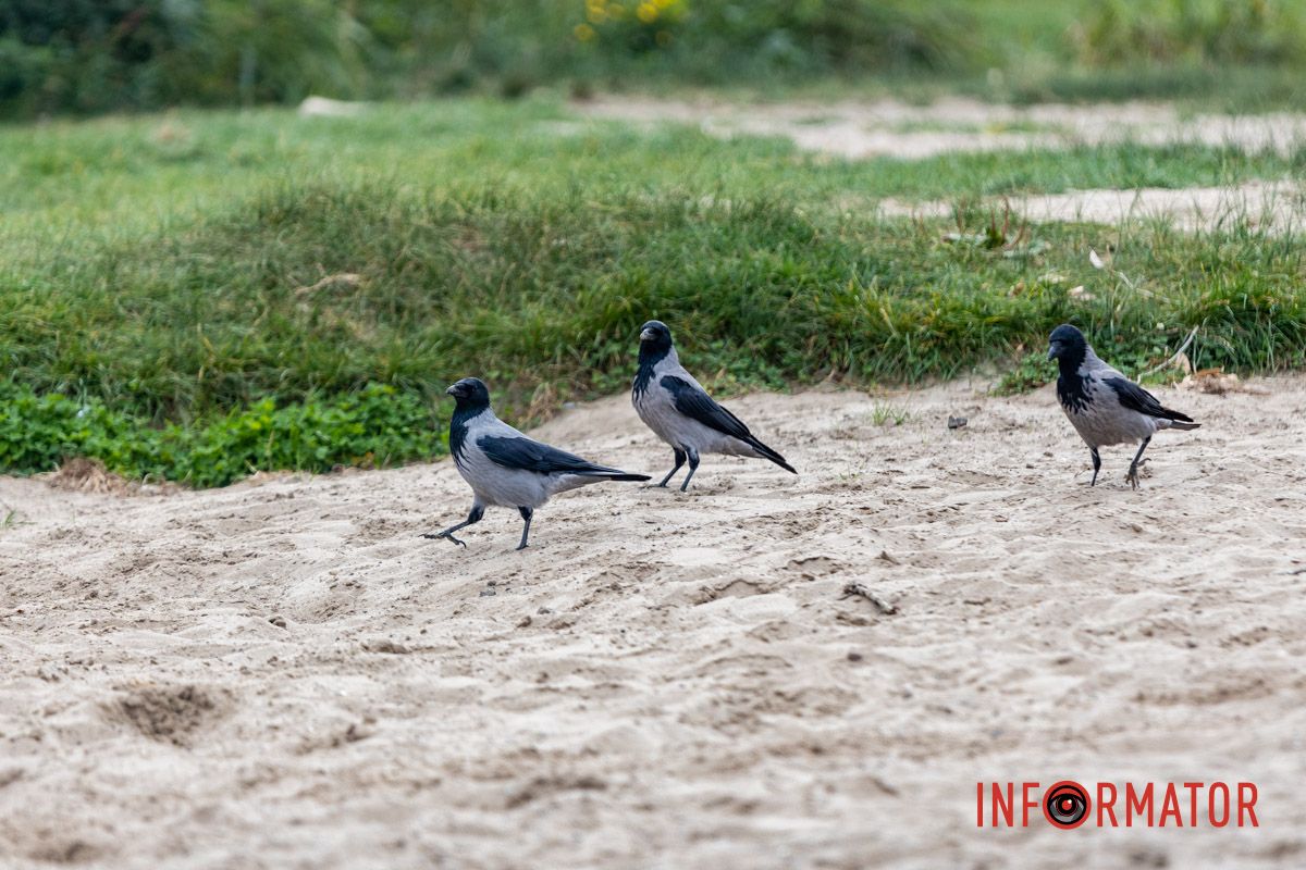 Фрагменты осени в каждом фото: как Днепр встречает октябрь 6