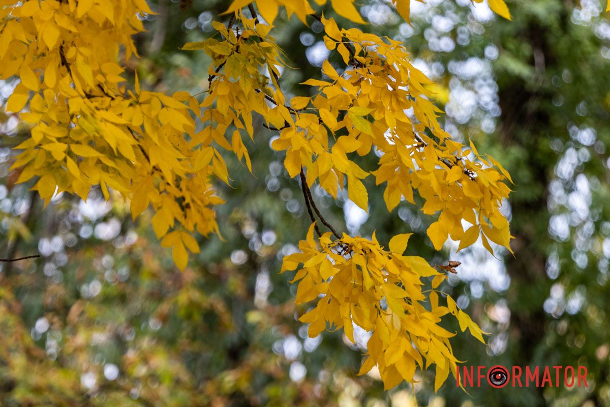 Фрагменты осени в каждом фото: как Днепр встречает октябрь 13