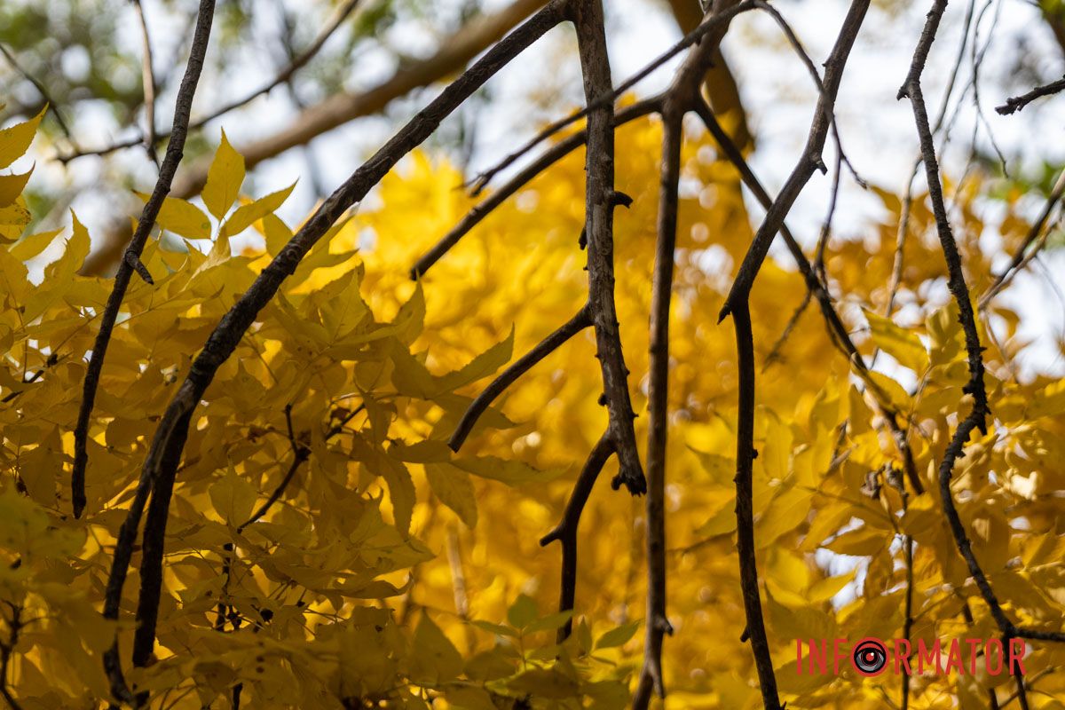 Фрагменты осени в каждом фото: как Днепр встречает октябрь 9