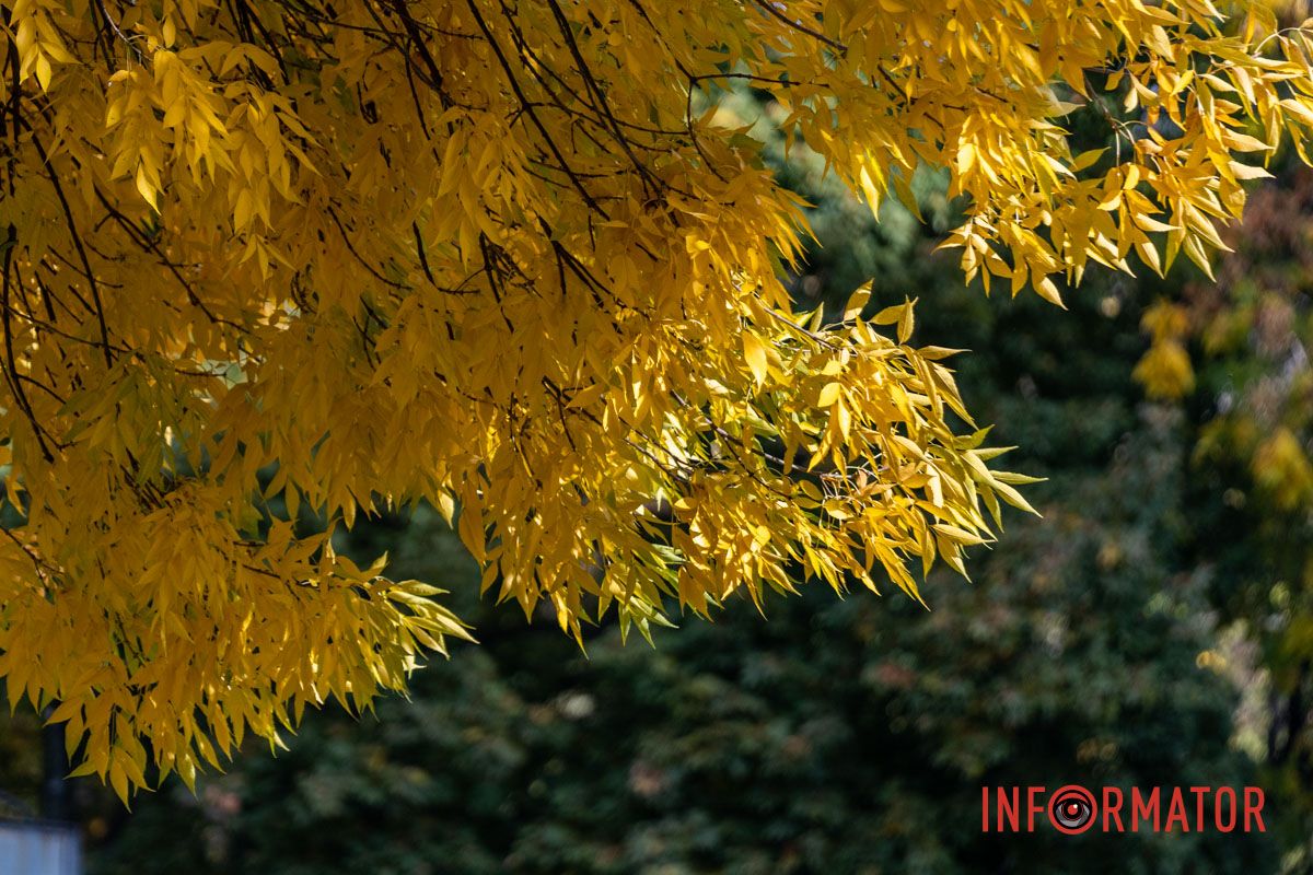 Фрагменты осени в каждом фото: как Днепр встречает октябрь 7