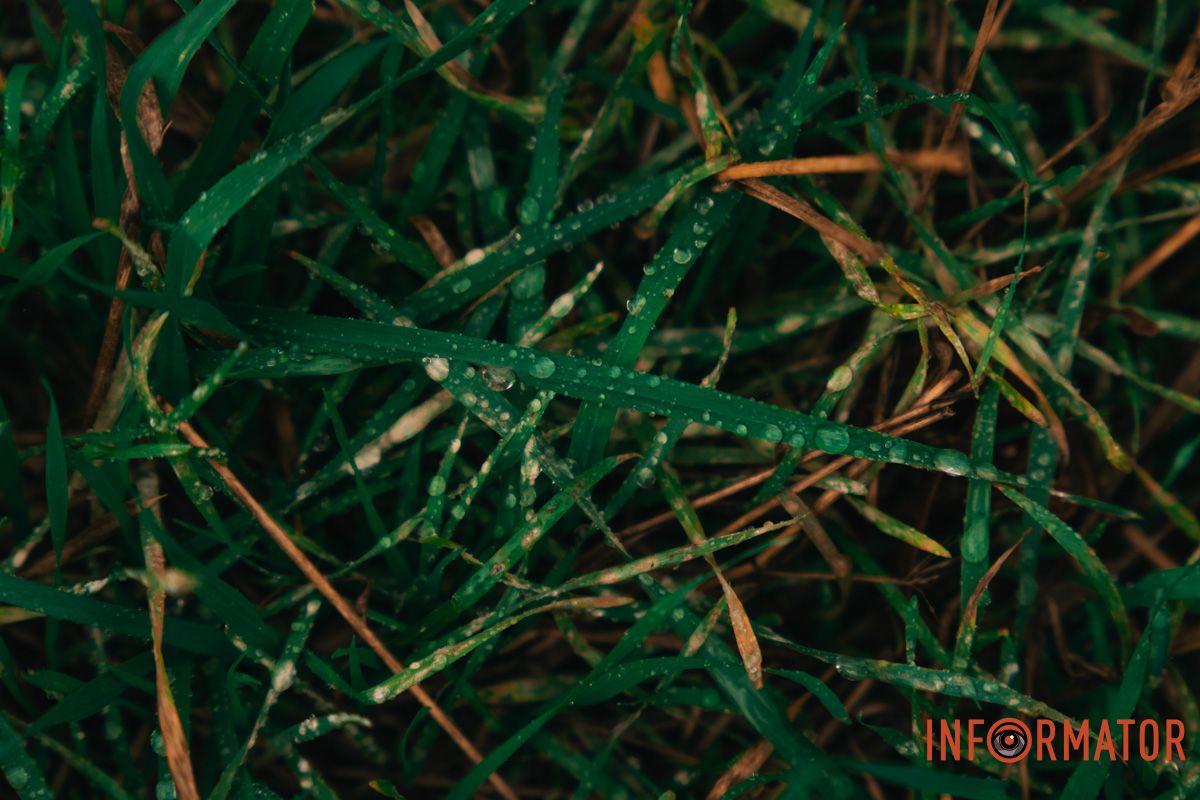 Капли дождя, оживляющие траву