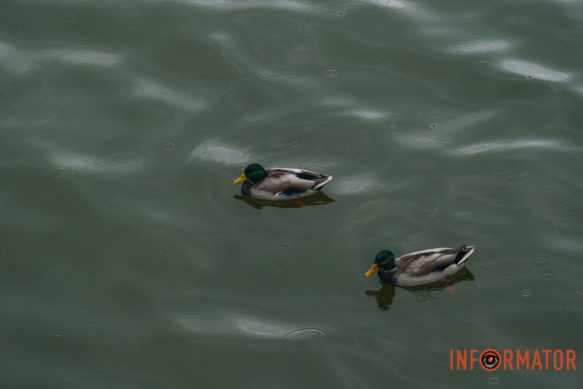 Уточки вышли на прогулку под дождем